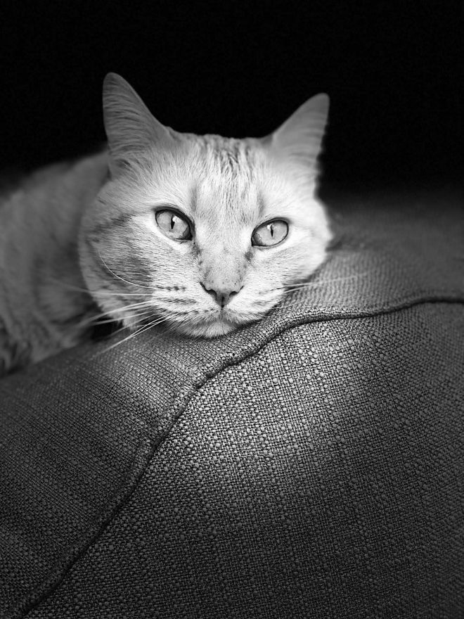 Cat_1080