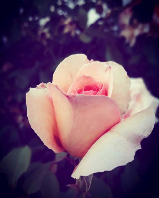 Rose_1080