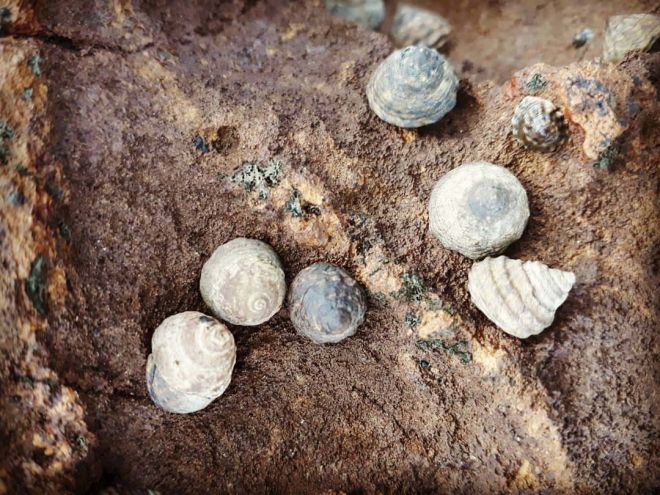 Shells_1080